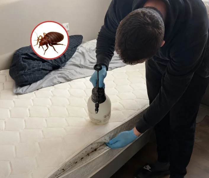 Technicien traitant un matelas contre les punaises de lit à Saint-Cyr-sur-Morin